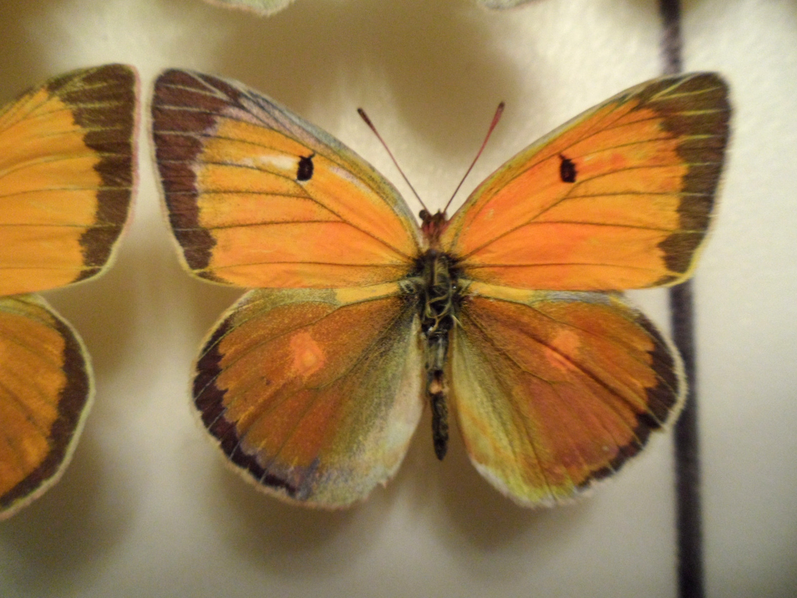 Colias heos heos Male Mosaic Gynandromorph (Internet Image property of respective owner, non-commercial use only)